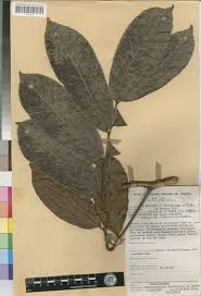 Image result for Pseudospondias