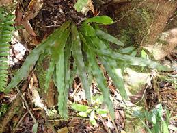 Image result for Loxogramme