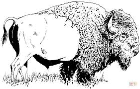 Bison American Buffalo Coloring Page Free Printable Coloring Pages In 2020 Buffalo Art Coloring Pages Super Coloring Pages