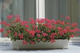 We did not find results for: Flowers For A Hot And Sunny Window Box