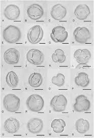 Image result for Stemodiopsis rivae