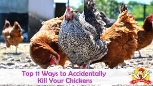 Top 11 Ways To Accidentally Kill Your Chickens Funny elf on the shelf ideas to make your kids lol. accidentally kill your chickens