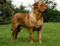 404 Not Found Bordeaux Dog French Mastiff Puppies Big Dog Breeds