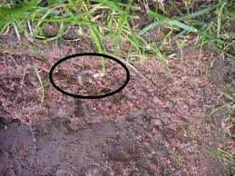 When it comes to pest control, who is financially responsible? How To Stop Leatherjackets Damaging Your Lawn Premier Lawns