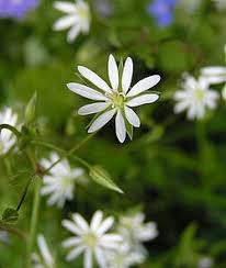 Image result for Stellaria mannii