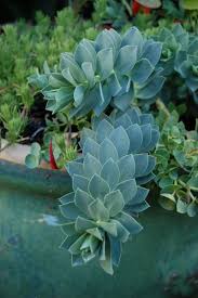 Image result for Euphorbia eylesii