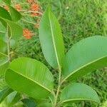 Image result for Cariniana