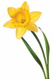 Daffodil Daffodils Birth Month Flowers Yellow Daffodils