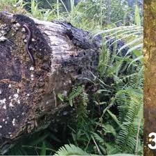 The microhabitat: 30. Cyanopenthe taiwana sp. nov.; 31. C. leei sp....