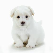 Small, hypoallergenic and cuddly companions, these pups inherited some of the best qualities from both. Petland Texas