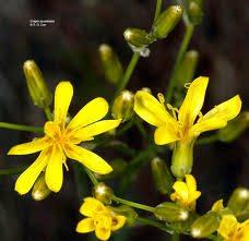 Image result for Crepis newii