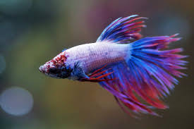 Delta Tail Bettas The Peak Of Greek Betta Source