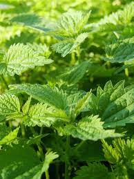 Here is a guide to the most common garden weeds. Information About Stinging Nettle Learn How To Kill Stinging Nettle Plants