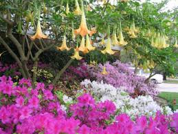 Columbine (aquiligia) comes in a variety of flower colors. Native Plants For Houston Landscapes Wikilawn