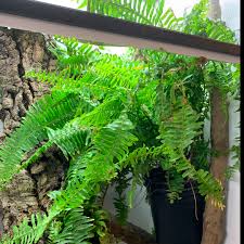 It's also called a rubber plant as well, and it can grow as high as 5 feet tall. Chameleon Cage Plants Chameleon Academy