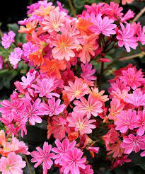Perennial plants for sale online perennials are staples in every garden because they come back year after year, providing your garden with color and vivacity without needing to replant each season. Lewisia Cotyledon Sunset Strain Buy Online At Annie S Annuals