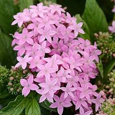 Image result for Pentas schumanniana