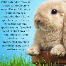 The meaning of the baby rabbit equating to 'consciousness' and the number 54 is important. Rabbit Spirit Animal Spirit Animal Info Spirit Animal Crow Spirit Animal Spirit Animal Totem