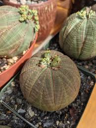 Image result for Euphorbia zambesiana