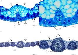 Image result for Eragrostis humidicola