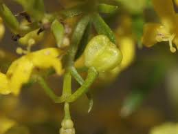 Image result for Galium verum