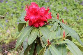 Es ist zwar generell nicht empfehlenswert, den strauch im herbst. Rhododendron Richtig Dungen Die Besten Rhododendrondunger Gartendialog De