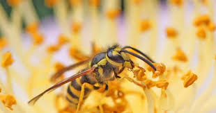 Yellowjacket Wasp Facts Sting Habitat Information Yellow Jacket Wasp Image