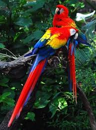 With such diversity, there are high levels of competition among species. Tropical Rainforest Biome Facts