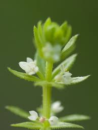 Image result for Belonophora coffeoides