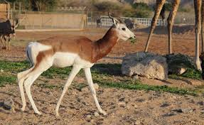 Tunisia S Last Mohrr Gazelle Dies Species Goes Extinct Wildlife Conservation Society Wildlife Conservation Extinction