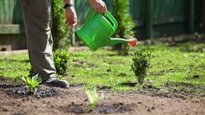 You can use a sprinkler, but turn it down so the water doesn't splash on the leaves. How To Grow Backyard Fruit Trees