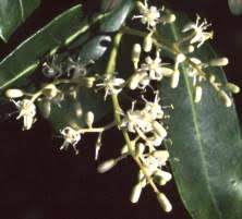 Image result for Apodytes