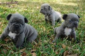 * puppies come with first set of shots, dewormed and health guarantee. French Bulldog Puppy For Sale In Tampa Fl Adn 29239 On Puppyfinder Com Gender Female Age 5 Weeks Bulldog Puppies For Sale Puppies For Sale French Bulldog