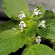 Image result for Haumaniastrum caeruleum