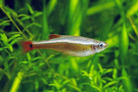 10 Best Tank Mates For Your Goldfish In 2020 Betta Tank Mates Betta Tank Goldfish Tank