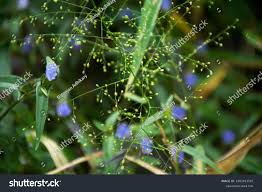 Image result for Panicum brevifolium