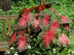 Beautiful white leaves grow well in shade gardens. Colorful Caladiums Can Be The Heart Of The Garden