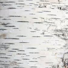 Birch Tree Bark And Stone Coupon Country Rustic Woodland Birch Tree Bark Wrapping Paper Features A Birch Tree Bark Design Birch Tree Tree Shower Curtains Tree Textures