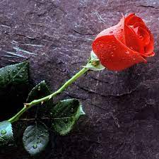 Gambar bunga mawar (rose) cantik beserta klasifikasi & jenisnya lengkap. Stream Mawar Berduri By Gerald Gotten Listen Online For Free On Soundcloud