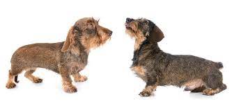 Wire Haired Dachshund 101 Facts And Info Playbarkrun