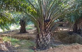 Sk bekoh is a sekolah kebangsaan located in tangkak, johor. Oil Palm Land For Sale In Malaysia
