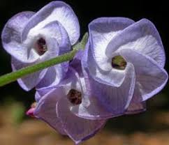 Image result for Hermannia parvula