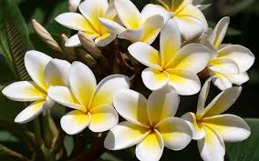 Cleanse Your Mind Body And Soul With The Fragrance Of Frangipani Oil Plumeria Flowers Plumeria Frangipani