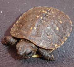 Baby Eastern Box Turtles For Sale