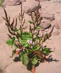 Image result for Rumex