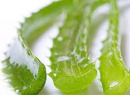 Image result for lidah buaya