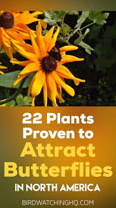 They require poor or lean soil; Herbs South Florida Native Plants Maine Native Plants Northern California Native Pl In 2020 Butterfly Garden Plants Plants That Attract Butterflies Butterfly Plants
