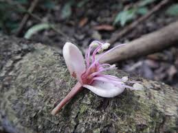 Image result for Julbernardia seretii