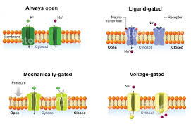 Talk2bio Channel Proteins Protein Organelles Passive Transport