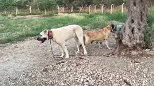 Kangal Ciftlesmesi Kangal Sex 18 Uretim Ciftligi Youtube
